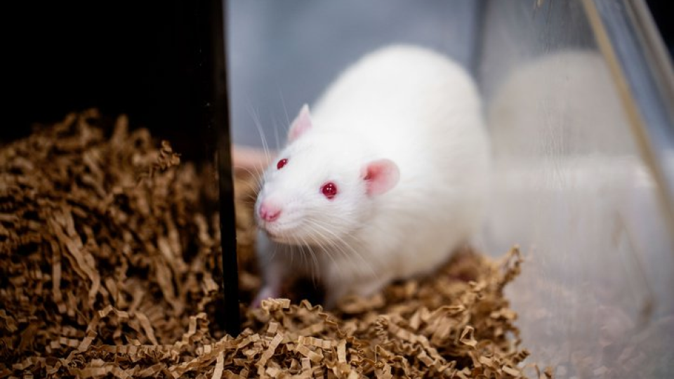 비만 01.png