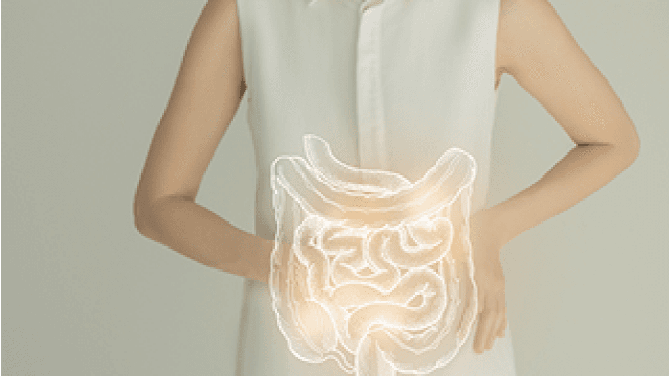 마운자로 작용기전