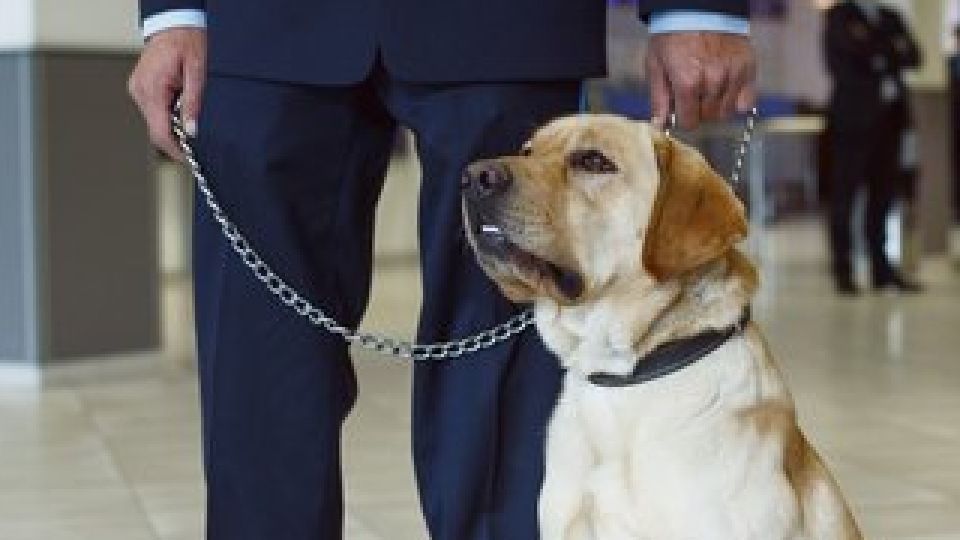 마약, Noexit, 캠페인, 마약중독, 마약탐지조사요원, 마약탐지견, 마약탐지