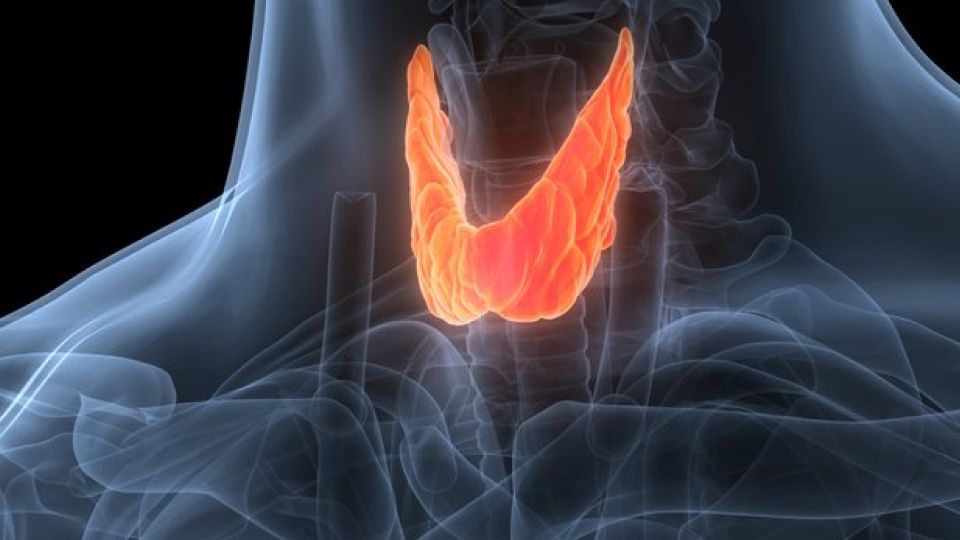 갑상샘, 갑상샘저하증, 갑상샘 문제, 갑상샘 저하증 치료, 갑상샘저하증 증상, 갑상샘 좋은 음식,