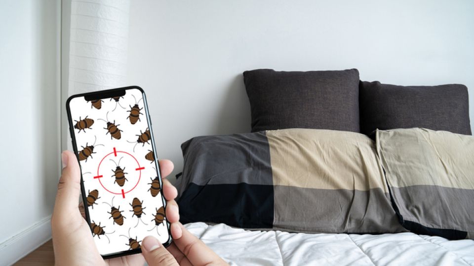 빈대, 빈대 예방, 빈대 대처,  빈대 유행, 빈대 발견, 빈대 처리, 나만의닥터, 비대면진료, 비대면진료어플, 비대면진료앱, 원격진료, 약국배달, 약배달, 약배송, 건강상식, 건강정보, 건강꿀팁