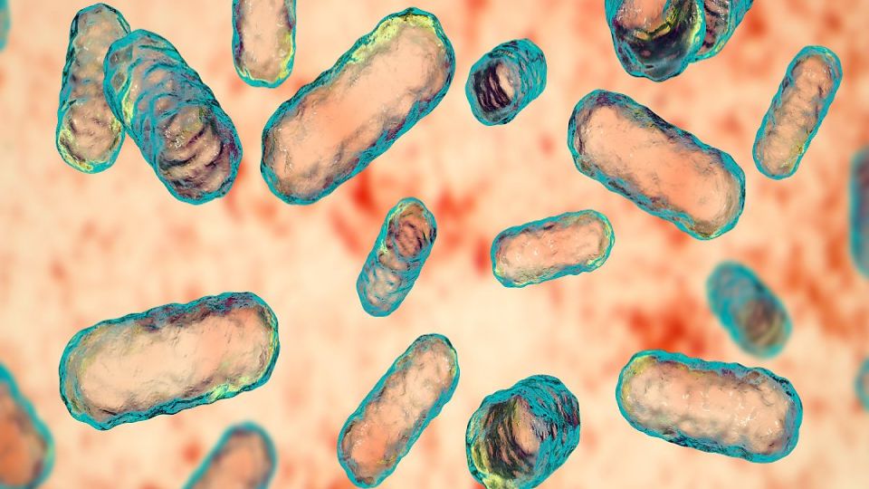 세균성질염,세균성질염원인,세균성질염치료,세균성질염증상,세균성질염예방,세균성질염이란,세균성질염검사,세균성질염원인과증상,세균성질염진단