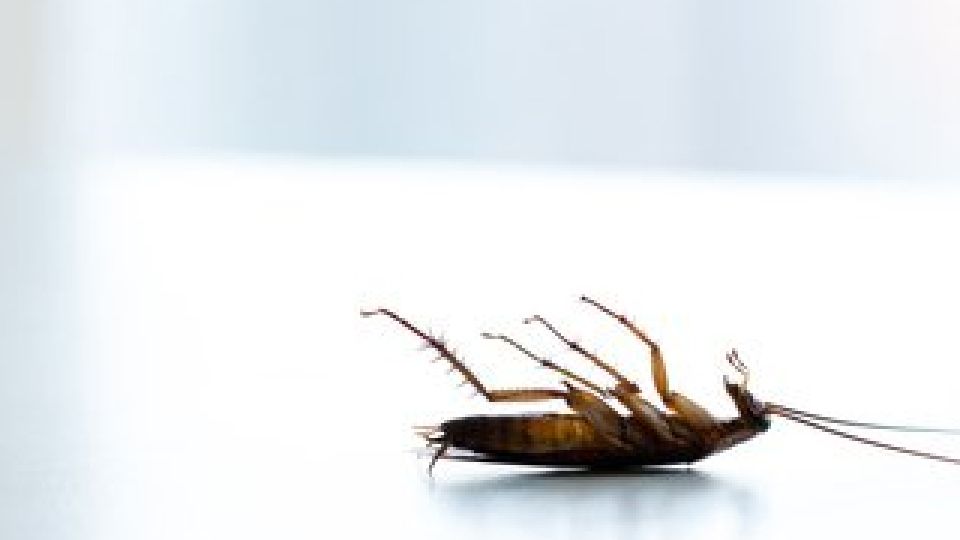 위생해충, 모기, 해충, 말라리아, 뎅기열, 바퀴벌레, 지네, 거미, 파리, 러브버그