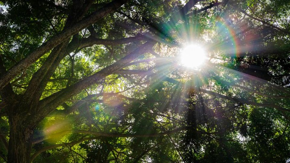 비타민D, 구루증, 햇빛, 비타민, 자외선B, 나만의닥터