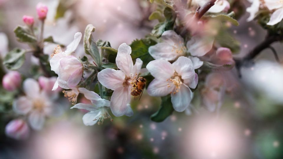 나만의닥터, 비대면진료, 꽃가루알레르기, 봄철알레르기, 알레르기치료법, 알레르기원인, 알레르기치료, 알레르기예방법