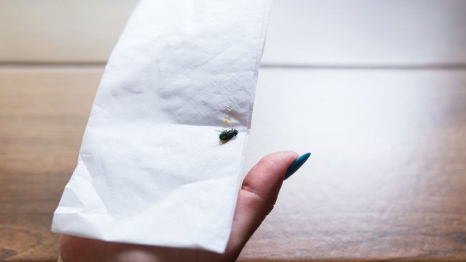 위생해충, 모기, 해충, 말라리아, 뎅기열, 바퀴벌레, 지네, 거미, 파리, 러브버그