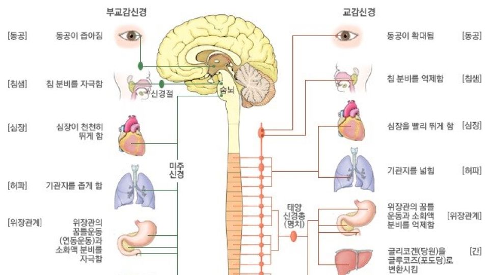 재채기,재채기반사,햇빛,햇빛재치기반사,아츄,아츄증후군