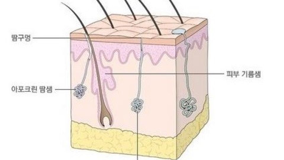 나만의닥터, 비대면진료, 땀띠, 땀띠예방, 땀띠치료, 땀띠예방법, 땀띠났을때, 땀띠원인, 소아땀띠, 성인땀띠, 성인땀띠치료