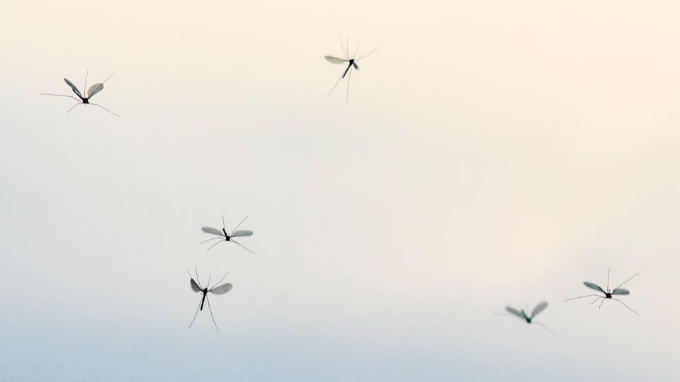 위생해충, 모기, 해충, 말라리아, 뎅기열, 바퀴벌레, 지네, 거미, 파리, 러브버그