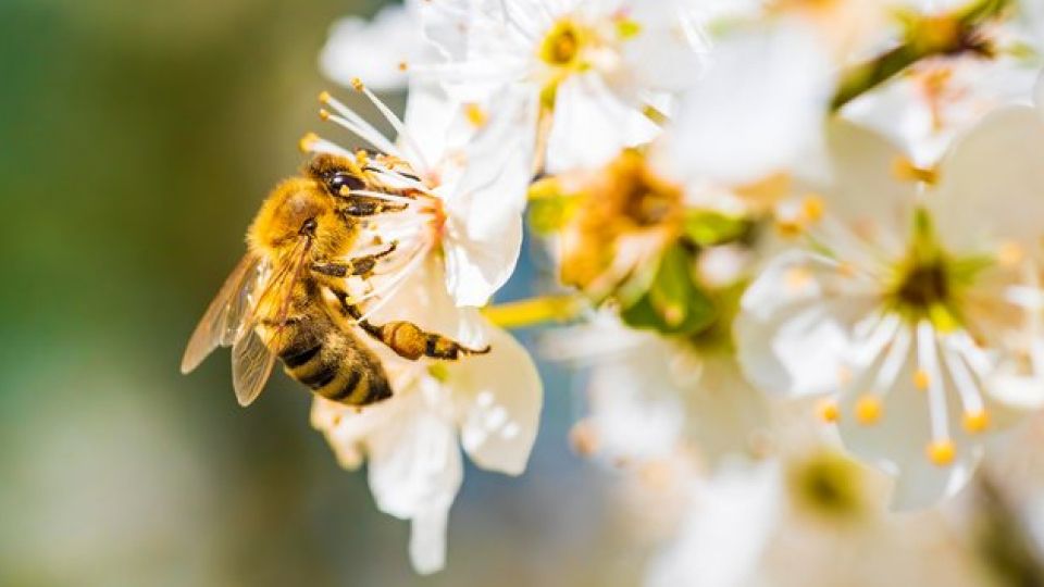 알레르기성결막염, 결막염, 알레르기, 꽃가루, 결막염증상. 결막염렌즈, 결막염원인, 결막염예방