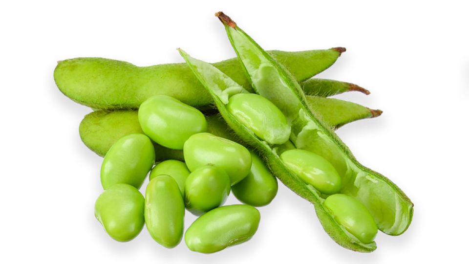 풋콩