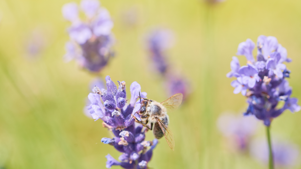 알레르기성 비염 원인.png