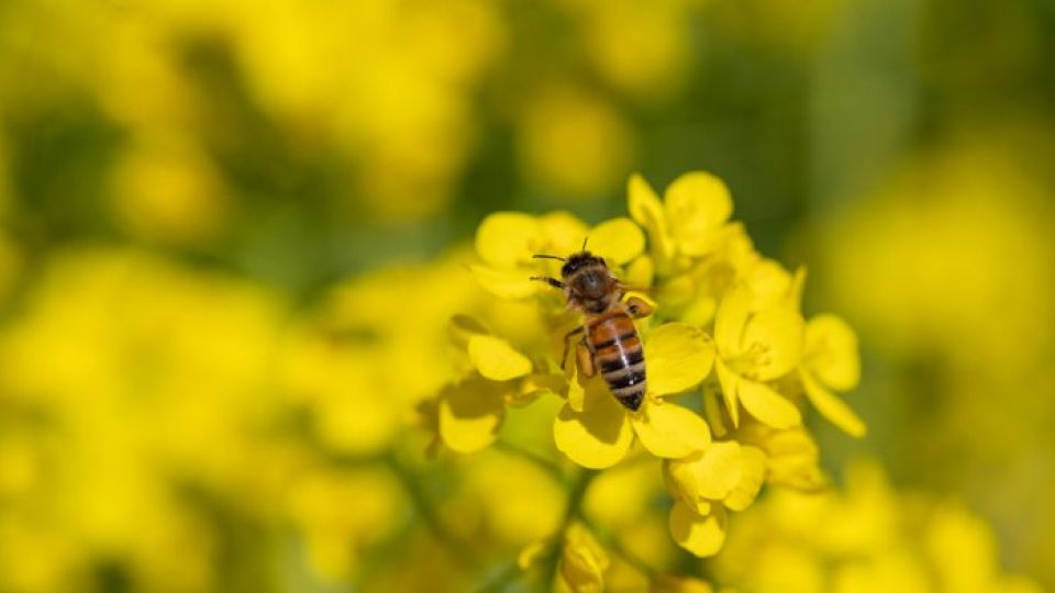 아나필락시스, 아나필락시스쇼크, 아나필락시스증상, 아나필락시스원인, 아나필락시스대처법, 아나필락시스위험성, 아나필락시스사망, 아나필락시스치료