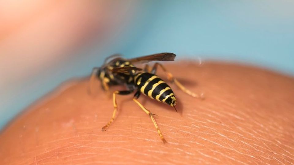 벌쏘임, 벌독알레르기, 벌알레르기, 벌쏘임응급, 벌쏘임대처방안, 벌쏘임예방, 벌쏘임 사고, 벌쏘임사고예보제