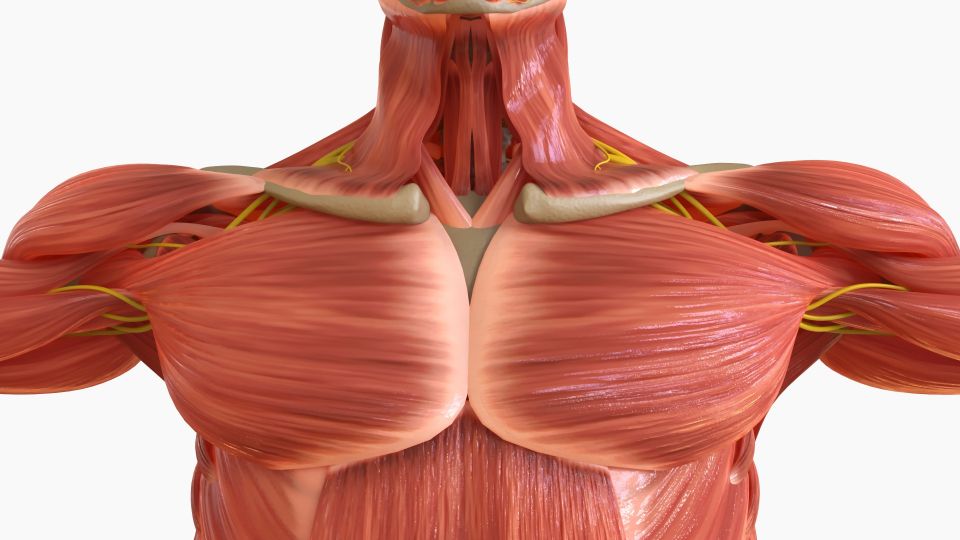 비타민, 사과효능, 식이섬유, 폴리페놀, 사과 영양소