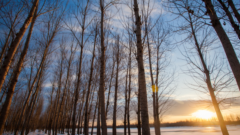 비타민, 기능, 부족, 보충제, 얻는 법
