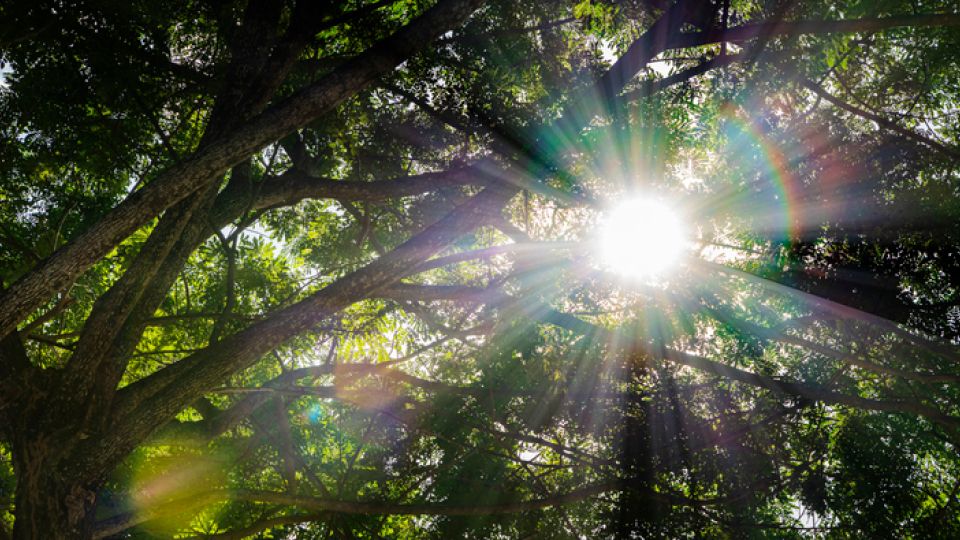 여름철질환,열사병,일사병,유행성결막염,냉방병,식중독,유행성눈병,여름식중독,여름열사병,여름일사병