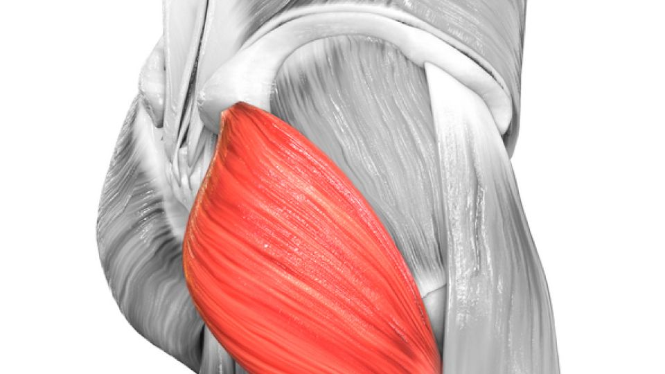 엉덩이 근육 사진.jpg