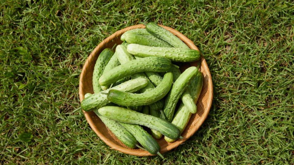 양배추, 감자, 당근, 오이, 달걀, 우유, 고구마, 바나나, 토마토, 귤