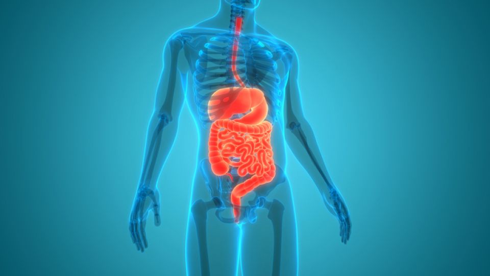 물, 수분, 물 마시는 법, 수분의 효능, 물 하루 섭취 권장량, 올바른 수분 섭취 방법