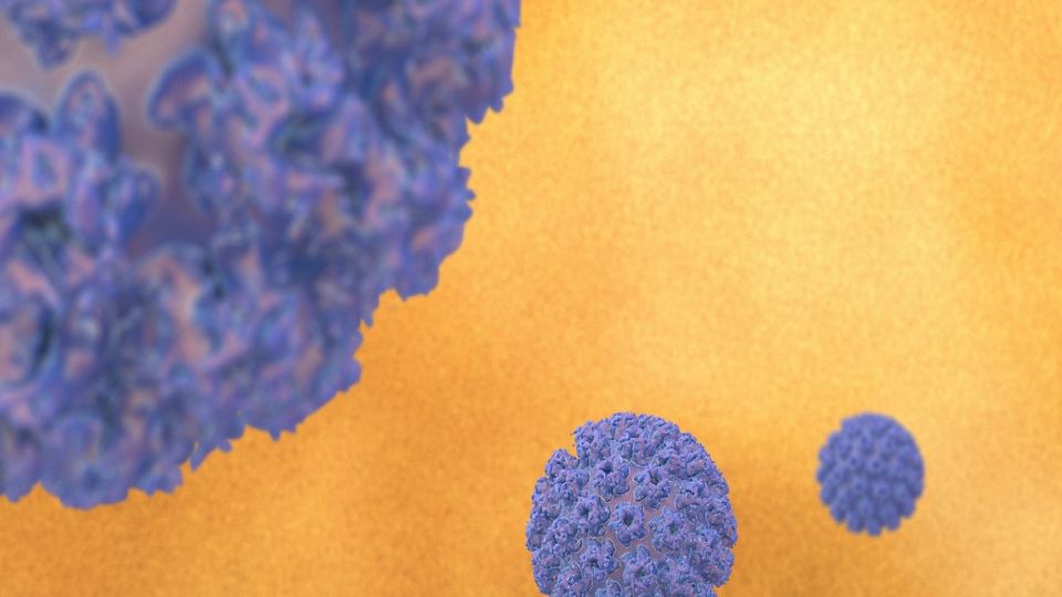 곤지름, 콘딜로마, 사마귀, 인체유두종바이러스, 사마귀바이러스, 성병, 자궁경부암, 바이러스