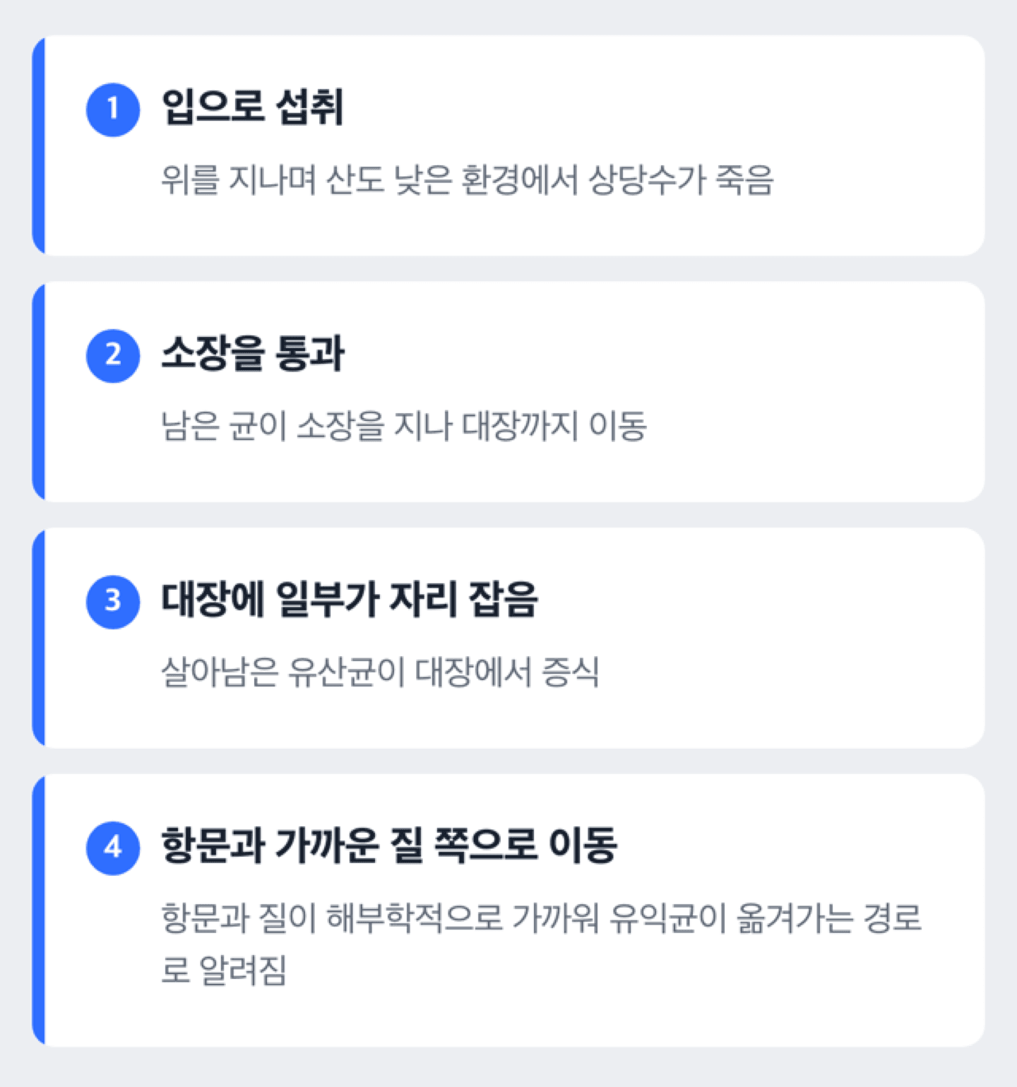 입으로 먹은 유산균이 위와 장을 지나 질 쪽으로 이동하는 경로를 보여주는 도해