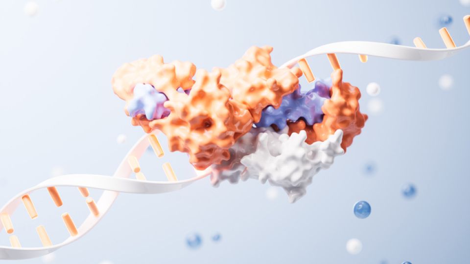 DNA 복제, 텔로미어, 텔로머레이스